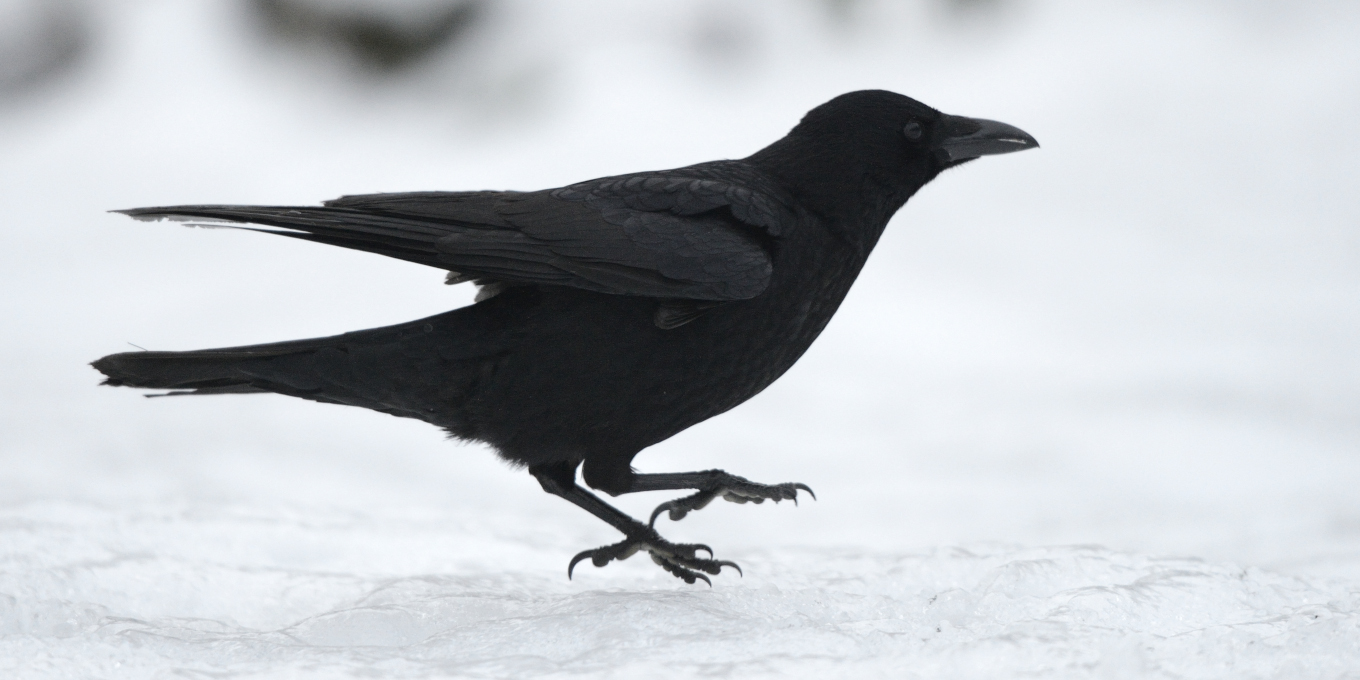 Corneille noire sur la neige